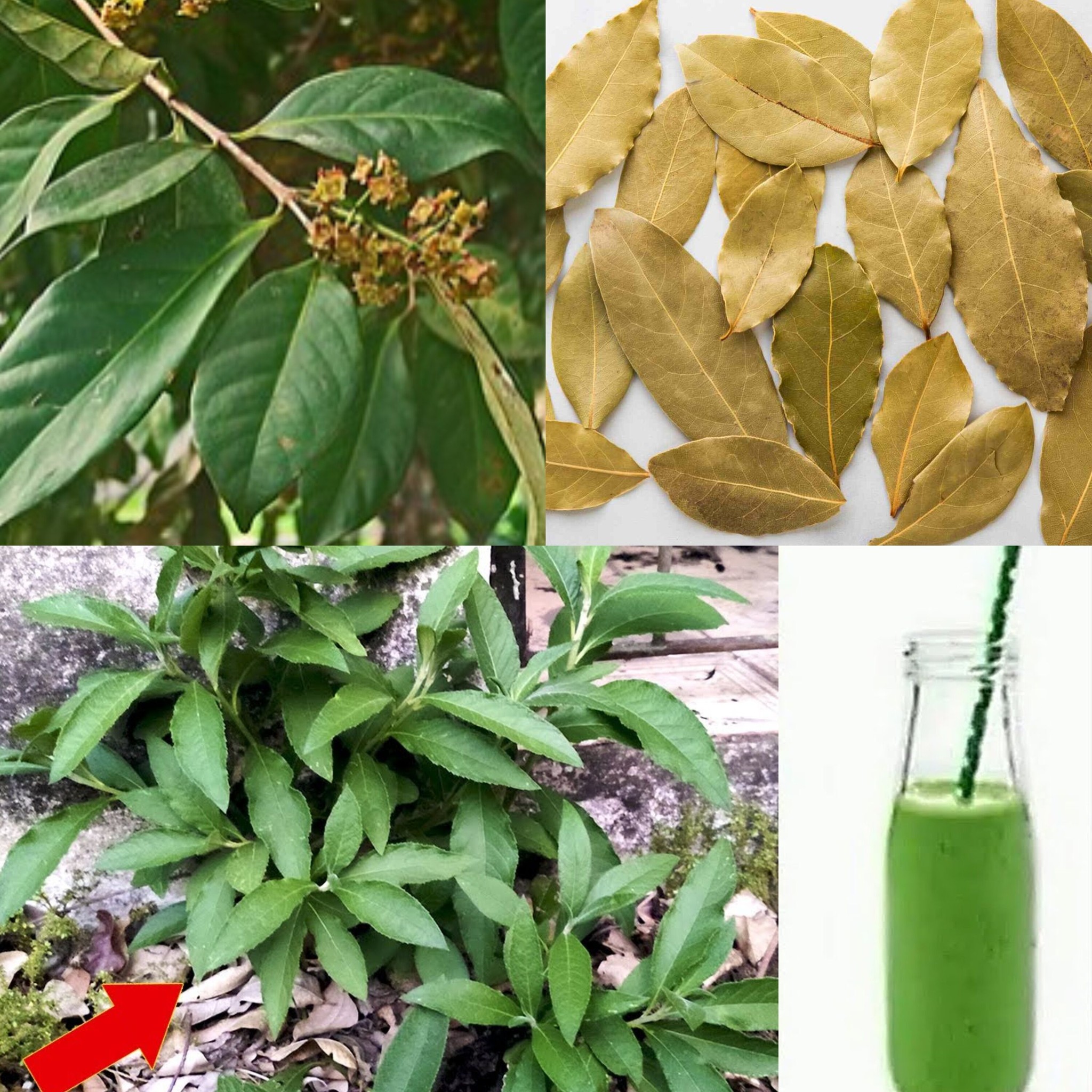 Discover the Wonders of Bay Leaves: A Natural Remedy for Everyday Ailments Discover the Wonders of Bay Leaves: A Natural Remedy for Everyday Ailments