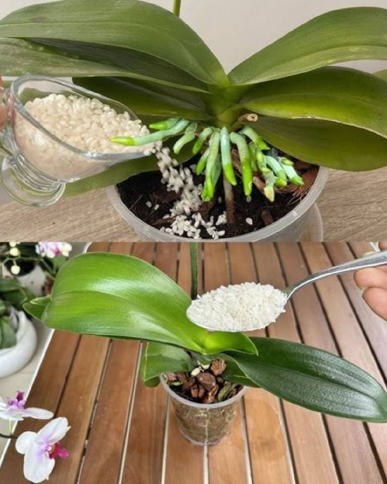Fertilize the orchid so that it blooms profusely and for a long time! Fertilize the orchid so that it blooms profusely and for a long time!