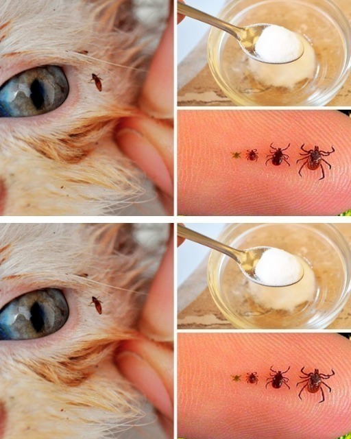 How to Get Rid of Fleas on Your Cat or Dog Easily and Naturally How to Get Rid of Fleas on Your Cat or Dog Easily and Naturally